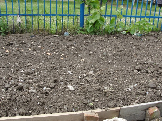 this is where my tomatoes will go :D . digging was a great exercise :D