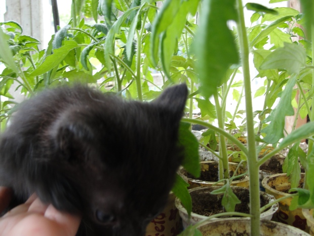 tiny tomato seedlings and one of my 4 kittens :D  they are soo cute :)  